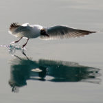 Fotografia artistica - Uccello in volo sull'acqua