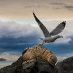 Fotografia artistica - Foto "Volo del gabbiano"