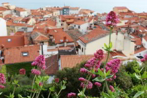 vista di pirano